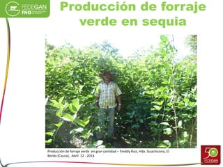 Producción de forraje
verde en sequia
Producción de forraje verde en gran cantidad – Freddy Ruiz, Hda. Guachicono, El
Bordo (Cauca), Abril 12 - 2014
 