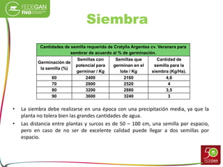 Siembra
• La siembra debe realizarse en una época con una precipitación media, ya que la
planta no tolera bien las grandes cantidades de agua.
• Las distancia entre plantas y surcos es de 50 – 100 cm, una semilla por espacio,
pero en caso de no ser de excelente calidad puede llegar a dos semillas por
espacio.
Cantidades de semilla requerida de Cratylia Argentea cv. Veranera para
sembrar de acuerdo al % de germinación.
Germinación de
la semilla (%)
Semillas con
potencial para
germinar / Kg
Semillas que
germinan en el
lote / Kg
Cantidad de
semilla para la
siembra (Kg/Ha).
60 2400 2160 4,6
70 2800 2520 4
80 3200 2880 3,5
90 3600 3240 3
 