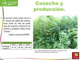 Cosecha y
producción.
• El primer corte entre los 6 a
7 meses de edad del cultivo,
este corte es más de poda
que de cosecha, estimula a la
planta a producir tallos finos
y hojas.
Argel y Lascano (1999)
Producción estimada de forraje verde anual
año 1 año 2 año 3
Ton forraje
verde/ ha
10 - 15 60 - 90 120 - 150
Gran producción de biomasa de Cratylia – Freddy Ruiz, Hda.
Guachicono, El Bordo (Cauca), Mayo 2014.
 
