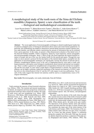 1© 2011 The Anthropological Society of Nippon
ANTHROPOLOGICAL SCIENCE
Vol. advpub(0), 000–000, 2011
A morphological study of the tooth roots of the Sima del Elefante
mandible (Atapuerca, Spain): a new classification of the teeth
—biological and methodological considerations
Leyre PRADO-SIMÓN1,2
*, María MARTINÓN-TORRES1
, Pilar BACA2
, Aida GÓMEZ-ROBLES1,3
,
María LAPRESA
1
, Eudald CARBONELL
4
, José Maria BERMÚDEZ DE CASTRO
1
1
Dental Anthropology Group, National Research Centre for Human Evolution, Burgos 09002, Spain
2
Stomatology Department, Dentistry Faculty, University of Granada E-18071, Sapin
3
Konrad Lorenz Institure for Evolution and Cognition Research, Altenberg A-3422, Austria
4
Institut Català de Paleoecologia Humana i Evolució Social, Àrea de Prehistòria, Universtat Rovira i Virgili, Tarragona ES-43003, Spain
Received 24 January 2011; accepted 28 September 2011
Abstract The recent application of microtomographic techniques to dental morphological studies has
revealed an untapped source of biological information about extinct and extant human populations. In
particular, this methodology has helped to characterize internal dental structures (enamel–dentine junc-
tion, pulp chamber, and radicular canals), maximizing the amount of information that can be extracted
from a given specimen. In this study, we present a three-dimensional evaluation of the dental roots of
the Sima del Elefante mandible, ATE9-1 (Atapuerca, Spain) by visual inspection, and by tomographic
and microtomographic techniques. With 1.3 Myrs of age, this fossil represents the earliest hominin re-
mains in Europe, and one of the very few human fossils for this period and region. Through this case
study we aim to present a protocol for the description of the internal dental spaces, exemplify how the
application of microtomographic techniques can significantly increase the amount of relevant and in-
formative morphological features (even in the case of fragmentary/heavily worn teeth or teeth with
hypercementosis), and explore some biological considerations about external and internal root morphol-
ogy. There is neither a general nor straightforward correspondence between the external root morphol-
ogy and the root canals. In cases where a high degree of hypercementosis is present, the external root
anatomy can be highly confusing. Indeed the assessment of the internal root anatomy of ATE9-1 teeth
has led us to the reclassification of the LC and the LP3 with respect to previous publications. The re-
sults of this study suggest that internal root anatomy could be used as a complementary source of bi-
ological information.
Key words: Microtomography, root canals, dental pulp, Sima del Elefante
Introduction
Teeth constitute the majority of fossil hominid collections
(e.g. Hillson, 1996). The external and internal morphologi-
cal details, development and tissue proportions of hominoid
and hominin teeth have been extensively studied. The study
of tooth crown and root morphology (e.g. Abbot, 1984;
Wood et al., 1988; Bailey, 2002; Gómez-Robles et al., 2007;
Martinón-Torres et al., 2008; Kupczik and Dean, 2008;
Kupczik and Hublin, 2010), teeth development (e.g.
Ramírez Rozzi and Bermúdez de Castro, 2004; Bayle et al.,
2009a, b, 2010), enamel thickness (e.g. Kay, 1981; Martin,
1985; Kono et al., 2002; Olejniczak et al., 2008), enamel–
dentine junction shape (e.g. Korenhof, 1961; Skinner et al.,
2008; Bailey et al., 2011), tooth microwear and microtexture
(e.g. Scott et al., 2005), and the incremental development of
these tissues (e.g. Dean et al., 2001; Lacruz and Bromage,
2006; Smith et al., 2007; Guatelli-Steinberg and Reid, 2008;
Smith et al., 2010) have increased our understanding of the
fossil hominin species’ diet, life history, and phylogenetic
relationships.
The space inside the dentine of the tooth where the pulp
(the vascular nervous system of the tooth) is housed is called
the pulp cavity. Dentine and pulp form a structural and func-
tional unit, the dentino-pulp complex (Gómez and Campos,
2004). When dentine grows, the pulp cavity gets smaller.
The deposition of the primary dentine starts with dentino-
genesis and ends when the root apex is closed. Primary den-
tine constitutes the major part of the whole dentine of the
teeth (Gómez and Campos, 2004). The formation of the sec-
ondary dentine starts when the root apex closes. Its produc-
tion, at a lower rate than primary dentine, is continuous
during the complete life of the tooth. With age, the second-
ary dentine deposition produces a reduction of the pulp cav-
ity (Prapanpoch and Cottone, 1992; Solheim, 1993). The
Advance Publication
* Correspondence to: Leyre Prado Simón, Dental Anthropology
Group, National Research Centre on Human Evolution, Paseo
Sierra de Atapuerca, Burgos 09002, Spain.
E-mail: leyreps@gmail.com
Published online 19 November 2011
in J-STAGE (www.jstage.jst.go.jp) DOI: 10.1537/ase.110124
 