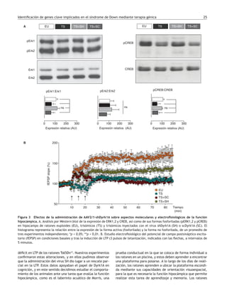 Identificación de genes clave implicados en el síndrome de Down mediante terapia génica	 25
déficit en LTP de los ratones Ts65Dn12
. Nuestros experimentos
confirmaron estas alteraciones, y en ellos pudimos observar
que la administración del virus SH dio lugar a un rescate par-
cial en la LTP. Estos datos apoyaban el papel de Dyrk1A en
cognición, y en este sentido decidimos estudiar el comporta-
miento de los animales ante una tarea que evalúa la función
hipocámpica, como es el laberinto acuático de Morris, una
prueba conductual en la que se coloca de forma individual a
los ratones en un piscina, y estos deben aprender a encontrar
una plataforma para posarse. A lo largo de los días de reali-
zación, los ratones aprenden a ubicar la plataforma escondi-
da mediante sus capacidades de orientación visuoespacial,
para la que es necesaria la función hipocámpica que permite
realizar esta tarea de aprendizaje y memoria. Los ratones
CREB
pCREB
Erk1
pErk2
Erk2
pErk1
TS TS+SHEU
pCREB:CREBpErk1:Erk1
0 100 200 300
pErk2:Erk2
Expresión relativa (AU)
ns
*
*
nsns
A
B
TS+SC
0 100 200 300
Expresión relativa (AU)
0 100 200 300
Expresión relativa (AU)
TS TS+SHEU TS+SC
**
**
fEPSPslope(%)
200
100
10 20 Tiempo
(min)
EU
TS
TS+SC
TS+SH
150
50
30 40 50 60 70 80
Figura 3  Efectos de la administración de AAV2/1-shDyrk1A sobre aspectos moleculares y electrofisiológicos de la función
hipocámpica. A. Análisis por Western blot de la expresión de ERK1,2 y CREB, así como de sus formas fosforiladas (pERK1,2 y pCREB)
en hipocampo de ratones euploides (EU), trisómicos (TS) y trisómicos inyectados con el virus shDyrk1A (SH) o scDyrk1A (SC). El
histograma representa la relación entre la expresión de la forma activa (fosforilada) y la forma no fosforilada, de un promedio de
tres experimentos independientes; *p < 0,05; **p < 0,01. B. Estudio electrofisiológico del potencial de campo postsináptico excita-
torio (fEPSP) en condiciones basales y tras la inducción de LTP (3 pulsos de tetanización, indicados con las flechas, a intervalos de
5 minutos.
02_Original_2_cast (21-28).indd 25 25/07/14 14:39
Documento descargado de http://down.elsevier.es el 08/03/2016. Copia para uso personal, se prohíbe la transmisión de este documento por cualquier medio o formato.
 