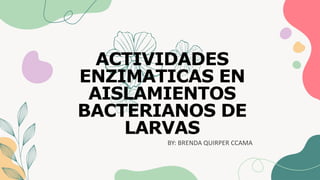 ACTIVIDADES
ENZIMATICAS EN
AISLAMIENTOS
BACTERIANOS DE
LARVAS
BY: BRENDA QUIRPER CCAMA
 