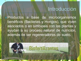 Productos a base de microorganismos
benéficos (Bacterias y Hongos), que viven
asociados o en simbiosis con las plantas y
ayudan a su proceso natural de nutrición,
además de ser regeneradores de suelo.
 