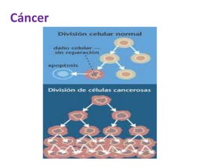 Cáncer
 