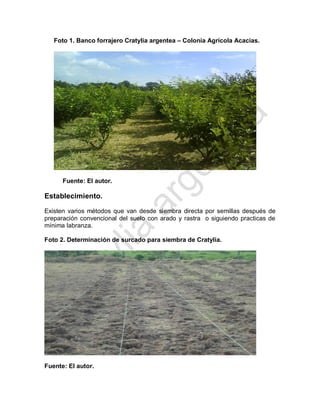 Foto 1. Banco forrajero Cratylia argentea – Colonia Agrícola Acacias. 
Fuente: El autor. 
Establecimiento. 
Existen varios métodos que van desde siembra directa por semillas después de preparación convencional del suelo con arado y rastra o siguiendo practicas de mínima labranza. 
Foto 2. Determinación de surcado para siembra de Cratylia. 
Fuente: El autor. 
 