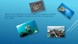  Algunas veces suele pasar que al tirar desechos inorgánicos al océano
provoca que se ahoguen o se atoren los animales con algunos de
estos objetos.
 