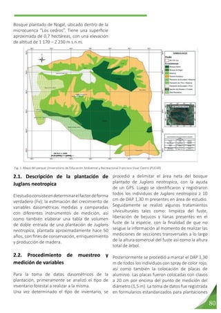 80
procedió a delimitar el área neta del bosque
plantado de Juglans neotropica, con la ayuda
de un GPS. Luego se identificaron y registraron
todos los individuos de Juglans neotropica ≥ 10
cm de DAP 1,30 m presentes en área de estudio.
Seguidamente se realizó algunos tratamientos
silviculturales tales como: limpieza del fuste,
liberación de bejucos y lianas presentes en el
fuste de la especie, con la finalidad de que no
sesgue la información al momento de realizar las
mediciones de secciones transversales a lo largo
de la altura comercial del fuste así como la altura
total de árbol.
Posteriormente se procedió a marcar el DAP 1,30
m de todos los individuos con spray de color rojo,
así como también la colocación de placas de
aluminio. Las placas fueron colocadas con clavos
a 20 cm por encima del punto de medición del
diámetro (1,5 m). La toma de datos fue registrada
en formularios estandarizados para plantaciones
Bosque plantado de Nogal, ubicado dentro de la
microcuenca “Los cedros”. Tiene una superficie
aproximada de 0,7 hectáreas, con una elevación
de altitud de 1 170 – 2 230 m s.n.m.
Fig. 1. Mapa del parque Universitario de Educación Ambiental y Recreacional Francisco Vivar Castro (PUEAR)
2.1. Descripción de la plantación de
Juglans neotropica
Elestudioconsisteendeterminarelfactordeforma
verdadero (Fv); la estimación del crecimiento de
variables dasométricas medidas y comparadas
con diferentes instrumentos de medición, así
como también elaborar una tabla de volumen
de doble entrada de una plantación de Juglans
neotropica, plantada aproximadamente hace 50
años, con fines de conservación, enriquecimiento
y producción de madera.
2.2. Procedimiento de muestreo y
medición de variables
Para la toma de datos dasométricos de la
plantación, primeramente se analizó el tipo de
inventario forestal a realizar a la misma.
Una vez determinado el tipo de inventario, se
 