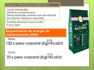 MANEJO Y PROTOCOLO NUTRICIONAL
Jaulas individuales
Alimento comercial seco
Dietas especiales amenos que sea dietado
por razones médicas o ayunado.
Comida ofrecida 2 veces al día:
9 am y 4pm

Requerimento de energia de
mantenimiento (MER)
 Perros:
                                  0.75
132 x peso corporal (Kg)=Kcal/d

 Gatos:
                                  0.75
70 x peso corporal (Kg)=Kcal/d
 