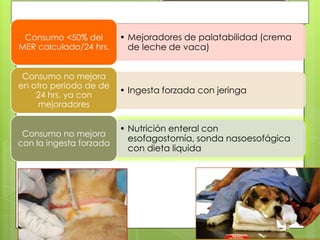 Consumo <50% del        • Mejoradores de palatabilidad (crema
MER calculado/24 hrs.      de leche de vaca)


 Consumo no mejora
en otro periodo de de
                         • Ingesta forzada con jeringa
    24 hrs. ya con
     mejoradores

                         • Nutrición enteral con
 Consumo no mejora
                           esofagostomía, sonda nasoesofágica
con la ingesta forzada
                           con dieta liquida
 