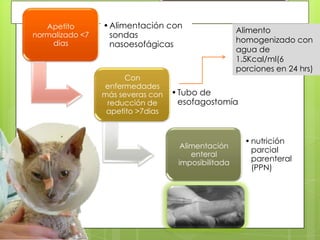 Apetito       • Alimentación con
                                                     Alimento
normalizado <7     sondas
    días                                             homogenizado con
                   nasoesofágicas
                                                     agua de
                                                     1.5Kcal/ml(6
                                                     porciones en 24 hrs)
                       Con
                 enfermedades
                 más severas con   • Tubo de
                  reducción de       esofagostomía
                  apetito >7dias


                                                       • nutrición
                                     Alimentación
                                                         parcial
                                        enteral
                                    imposibilitada
                                                         parenteral
                                                         (PPN)
 