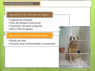 ANALISIS DE RESULTADOS



   Agrupación de animales al ingreso

   • Ingesta de energía
   • Tipo de terapia nutricional
   • Variación de peso corporal
   • BCS y PSS al ingreso

   Agrupación de animales al egreso

   • Dado de alta
   • Muertos (por enfermedad o eutanasia)
 