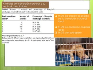 Animales por condición corporal y su
resultado hospitalario



                                        19.3% de pacientes debajo
                                         de la condición corporal
                                         ideal

                                        61.4% en condición corporal
                                         ideal.
                                        19.3% con sobrepeso
 