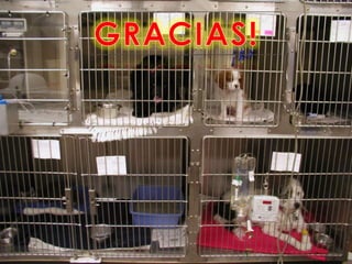  (revision Articulo cientifico)