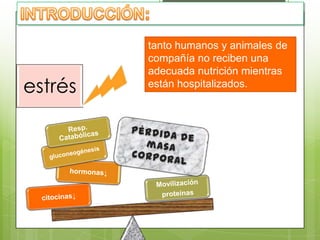 tanto humanos y animales de
         compañía no reciben una
         adecuada nutrición mientras
estrés   están hospitalizados.
 