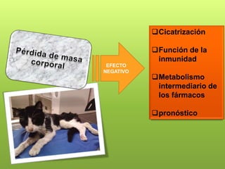 Cicatrización

           Función de la
            inmunidad
 EFECTO
NEGATIVO
           Metabolismo
            intermediario de
            los fármacos

           pronóstico
 