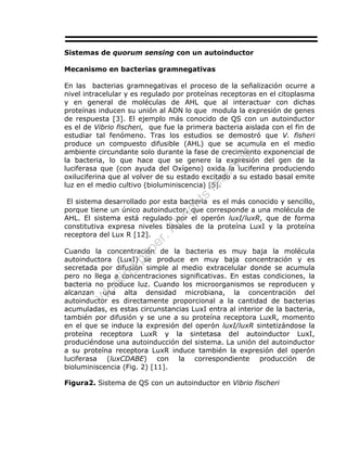 Sistemas de quorum sensing con un autoinductor
Mecanismo en bacterias gramnegativas
En las bacterias gramnegativas el proceso de la señalización ocurre a
nivel intracelular y es regulado por proteínas receptoras en el citoplasma
y en general de moléculas de AHL que al interactuar con dichas
proteínas inducen su unión al ADN lo que modula la expresión de genes
de respuesta [3]. El ejemplo más conocido de QS con un autoinductor
es el de Vibrio fischeri, que fue la primera bacteria aislada con el fin de
estudiar tal fenómeno. Tras los estudios se demostró que V. fisheri
produce un compuesto difusible (AHL) que se acumula en el medio
ambiente circundante solo durante la fase de crecimiento exponencial de
la bacteria, lo que hace que se genere la expresión del gen de la
luciferasa que (con ayuda del Oxígeno) oxida la luciferina produciendo
oxiluciferina que al volver de su estado excitado a su estado basal emite
luz en el medio cultivo (bioluminiscencia) [5].
El sistema desarrollado por esta bacteria es el más conocido y sencillo,
porque tiene un único autoinductor, que corresponde a una molécula de
AHL. El sistema está regulado por el operón luxI/luxR, que de forma
constitutiva expresa niveles basales de la proteína LuxI y la proteína
receptora del Lux R [12].
Cuando la concentración de la bacteria es muy baja la molécula
autoinductora (LuxI) se produce en muy baja concentración y es
secretada por difusión simple al medio extracelular donde se acumula
pero no llega a concentraciones significativas. En estas condiciones, la
bacteria no produce luz. Cuando los microorganismos se reproducen y
alcanzan una alta densidad microbiana, la concentración del
autoinductor es directamente proporcional a la cantidad de bacterias
acumuladas, es estas circunstancias LuxI entra al interior de la bacteria,
también por difusión y se une a su proteína receptora LuxR, momento
en el que se induce la expresión del operón luxI/luxR sintetizándose la
proteína receptora LuxR y la sintetasa del autoinductor LuxI,
produciéndose una autoinducción del sistema. La unión del autoinductor
a su proteína receptora LuxR induce también la expresión del operón
luciferasa (luxCDABE) con la correspondiente producción de
bioluminiscencia (Fig. 2) [11].
Figura2. Sistema de QS con un autoinductor en Vibrio fischeri
W
orking
paper.Allrights
reserved
 