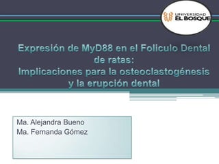 Expresión de MyD88 en el Foliculo Dental de ratas:Implicaciones para la osteoclastogénesis y la erupción dental Ma. Alejandra Bueno Ma. Fernanda Gómez 