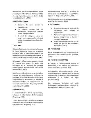 Los animalesque nomuerende forma aguda
pueden presentar vómitos, diarrea, pérdida
de peso,depresión ylamuerte dentro de 1 a
varios días (plumlee,2003).
6. PATOLOGIA CLINICA
 Oxalatos de calcio causan la
hipocalcemia.
 Los túbulos renales que se
encuentran bloqueados pueden
causar hiperpotasemia.
 El nivel de nitrógeno ureico en
sangre aumentacuandolosanimales
tardan variosdías enmorir (plumlee,
2003).
7. LESIONES
HallazgosPotsmortem evidencian el exceso
de fluido abdominal y torácico, petequias
difusa en todo el tracto digestivo y en las
membranasserosasque rodeanel corazón, y
el enfisemade lospulmones (plumlee,2003).
La boca yel esófago pueden aparecer llenos
de espuma con sangre, la lesión más
destacada es el acumulo de cristales
birrefringentes de oxalato en los túbulos
renales. (Buck, 1981)
Los riñones están pálidos o congestionados,
friables, se presenta edema perirenal, la
cápsulase desprende fácilmente ysale fluido
sanguinolento o filamentos de fibrina al
cortar la superficie. En casos crónicos los
riñones tienen la mitad del peso y tamaño
original (plumlee, 2003).
8. DIAGNOSTICO
Se basa en la historia clínica, signos clínicos,
hallazgos de laboratorio y de la necropcia
(Kingsbury, 1975).
En cortes histológicos pueden observarse
numerososcristalescasi transparentesenlos
túbulos renales (kingsbury, 1975).
Identificación de plantas y la aparición de
cristales de oxalato de calcio en los riñones
apoyan un diagnóstico (plumlee,2003).
Medición de las concentraciones de oxalato
en el forraje (plumlee, 2003).
9. TRATAMIENTO
 Se utilizagluconato de calcio por vía
intravenosa para corregir la
hipocalcemia
 Aplicaciónde soluciones salinas con
glucosa para provocar la diuresis y
combatir la alcalosis
 Este tratamiento es para terapia de
apoyo ya que no es totalmente
eficaz ( Buck,1981)
10. PRONOSTICO
Entre más avanzados los signos clínicos el
pronósticosuele ser desfavorable (plumlee,
2003).
11. PREVENCION Y CONTROL
El control es principalmente limitar la
exposición a las plantas que contienen
oxalatos solubles (plumlee, 2003).
Animales bien alimentados pueden tolerar
considerablemente mayoresdosis de oxalato
ingerido que los animales con alimentación
restringida y la ingesta de agua
(plumlee,2003).
Los herbicidas derivados del ácido
fenoxiaceticopuede servir para el control de
estas especies vegetales ( Buck, 1981)
 