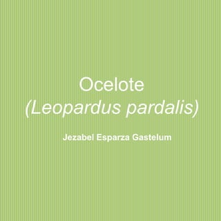 Ocelote
(Leopardus pardalis)
Jezabel Esparza Gastelum

 