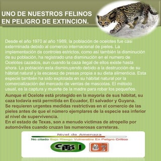 UNO DE NUESTROS FELINOS
EN PELIGRO DE EXTINCION.
Desde el año 1970 al año 1989, la población de ocelotes fue casi
exterminada debido al comercio internacional de pieles. La
implementación de controles estrictos, como así también la disminución
de su población, ha registrado una disminución en el numero de
Ocelotes cazados, aun cuando la caza ilegal de ellos existe hasta
ahora. La población esta disminuyendo debido a la destrucción de su
hábitat natural y la escasez de presas propia a su dieta alimenticia. Esta
especie también ha sido explotada en su hábitat natural por la
comercialización del mercado de ventas de mascotas. El método
usual, es la captura y muerte de la madre para robar los pequeños.
Aunque el Ocelote está protegido en la mayoría de sus hábitat, su
caza todavía está permitida en Ecuador, El salvador y Guyana.
Se requieren urgentes medidas restrictivas en el comercio de las
pieles antes de que el número ejemplares de la especie sea inferior
al nivel de supervivencia.
En el estado de Texas, son a menudo victimas de atropello por
automóviles cuando cruzan las numerosas carreteras.

 