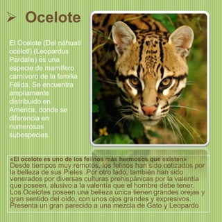  Ocelote
El Ocelote (Del náhuatl
océlotl) (Leopardus
Pardalis) es una
especie de mamífero
carnívoro de la familia
Félida. Se encuentra
ampliamente
distribuido en
América, donde se
diferencia en
numerosas
subespecies.

«El ocelote es uno de los felinos más hermosos que existen»

Desde tiempos muy remotos, los felinos han sido cotizados por
la belleza de sus Pieles .Por otro lado, también han sido
venerados por diversas culturas prehispánicas por la valentía
que poseen, alusivo a la valentía que el hombre debe tener.
Los Ocelotes poseen una belleza única tienen grandes orejas y
gran sentido del oído, con unos ojos grandes y expresivos.
Presenta un gran parecido a una mezcla de Gato y Leopardo

 
