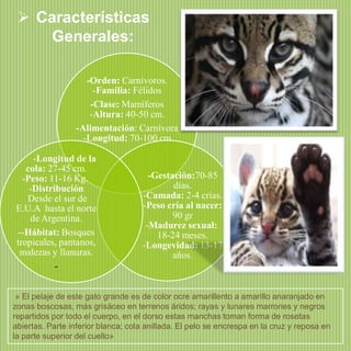  Características
Generales:
-Orden: Carnívoros.
-Familia: Félidos
-Clase: Mamíferos
-Altura: 40-50 cm.
-Alimentación: Carnívora
-Longitud: 70-100 cm
-Longitud de la
cola: 27-45 cm.
-Peso: 11-16 Kg.
-Distribución
Desde el sur de
E.U.A hasta el norte
de Argentina.
--Hábitat: Bosques
tropicales, pantanos,
malezas y llanuras.
-

-Gestación:70-85
días.
-Camada: 2-4 crías.
-Peso cría al nacer:
90 gr
-Madurez sexual:
18-24 meses.
-Longevidad: 13-17
años.

» El pelaje de este gato grande es de color ocre amarillento a amarillo anaranjado en
zonas boscosas, más grisáceo en terrenos áridos; rayas y lunares marrones y negros
repartidos por todo el cuerpo, en el dorso estas manchas toman forma de rosetas
abiertas. Parte inferior blanca; cola anillada. El pelo se encrespa en la cruz y reposa en
la parte superior del cuello»

 