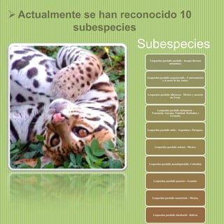  Actualmente se han reconocido 10
subespecies

Subespecies
Leopardus pardalis pardalis - bosque lluvioso
amazónico.

Leopardus pardalis aequatorialis - Centroamérica
y el norte de los Andes.

Leopardus pardalis albescens - México y suroeste
de Texas.

Leopardus pardalis melanurus Venezuela, Guyana, Trinidad, Barbados y
Grenada.

Leopardus pardalis mitis - Argentina y Paraguay.

Leopardus pardalis nelsoni - México.

Leopardus pardalis pseudopardalis- Colombia.

Leopardus pardalis pusaeus - Ecuador.

Leopardus pardalis sonoriensis - México.

Leopardus pardalis stienbachi - Bolivia.

 