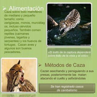  Alimentación
Caza sobre todo mamíferos
de mediano y pequeño
tamaño; como
zarigüeyas, monos, murciélag
os, incluso cérvidos
pequeños. También comen
reptiles (caimanes
jóvenes, lagartos y
serpientes) y los huevos de
tortugas. Cazan aves y
algunos son buenos
pescadores.

«El éxito de la captura dependerá
sobre todo de la vista y el oído»

 Métodos de Caza
Cazan asechando y persiguiendo a sus
presas, posteriormente las matan
atacando el cuello y asfixiándolas
Se han registrado casos
de canibalismo

 