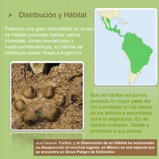  Distribución y Hábitat
Presenta una gran versatilidad en el uso
de hábitat pudiendo habitar selvas
húmedas, zonas montañosas y
hasta semidesérticas, su hábitat se
distribuye desde Texas a Argentina.

Son de hábitos nocturnos,
pasando la mayor parte del
día durmiendo en las ramas
de los árboles o escondidos
entre la vegetación. Es de
hábitos solitarios. Tiende a
emboscar a sus presas
«La Cacería Furtiva y la Destrucción de su Hábitat ha ocasionado
su desaparición en muchos lugares, en México es una especie que
se encuentra en Grave Peligro de Extinción»

 