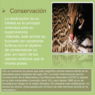  Conservación
La destrucción de su
hábitat es la principal
amenaza para su
supervivencia.
Además, este animal es
buscado por cazadores
furtivos con el objetivo
de comercializar su
piel, en razón de los
valores estéticos que la
misma posee.
«En un momento se pensó que este magnífico animal estaría extinto en la
naturaleza para mediados del siglo XXI. La Unión Internacional para la
Conservación de la Naturaleza y los Recursos Naturales (IUCN) lo ingreso
en su lista vulnerables (conocido como VU), pero desde 1996 ya no se
considera en riesgo en el medio silvestre. No obstante esta clasificación, no
somos los únicos preocupados por el futuro de este hermoso animal en la
naturaleza.»

 