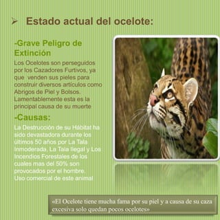  Estado actual del ocelote:
-Grave Peligro de
Extinción
Los Ocelotes son perseguidos
por los Cazadores Furtivos, ya
que venden sus pieles para
construir diversos artículos como
Abrigos de Piel y Bolsos.
Lamentablemente esta es la
principal causa de su muerte

-Causas:
La Destrucción de su Hábitat ha
sido devastadora durante los
últimos 50 años por La Tala
Inmoderada, La Tala Ilegal y Los
Incendios Forestales de los
cuales mas del 50% son
provocados por el hombre.
Uso comercial de este animal

«El Ocelote tiene mucha fama por su piel y a causa de su caza
excesiva solo quedan pocos ocelotes»

 
