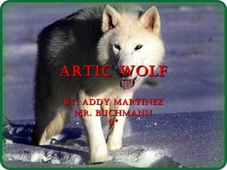 Artic wolf By: Addy Martinez Mr. Buchmann 0* 