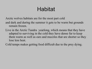 Habitat Arctic wolves habitats are for the most part cold and dark and during the summer it gets to be warm but grounds remain frozen. Live in the Arctic Tundra   yearlong, which means that they have adapted to surviving in the cold they have dense fur to keep them warm as well as ears and muzzles that are shorter so they lose less heat. Cold temps makes getting food difficult due to the prey dying. 