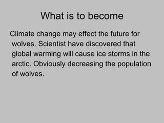 What is to become Climate change may effect the future for wolves. Scientist have discovered that global warming will cause ice storms in the arctic. Obviously decreasing the population of wolves.  
