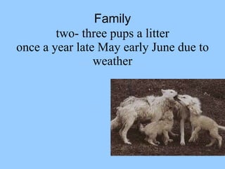 Family two- three pups a litter once a year late May early June due to weather 