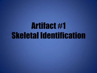 Artifact #1
Skeletal Identification
 