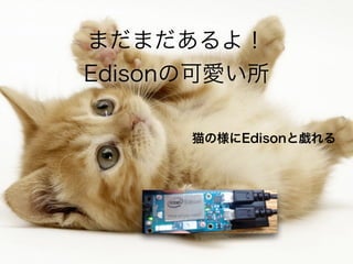 まだまだあるよ！ 
Edisonの可愛い所
猫の様にEdisonと戯れる
 