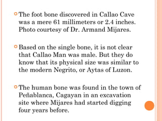  The foot bone discovered in Callao Cave
was a mere 61 millimeters or 2.4 inches.
Photo courtesy of Dr. Armand Mijares.
 Based on the single bone, it is not clear
that Callao Man was male. But they do
know that its physical size was similar to
the modern Negrito, or Aytas of Luzon. 
 The human bone was found in the town of
Peñablanca, Cagayan in an excavation
site where Mijares had started digging
four years before.
 