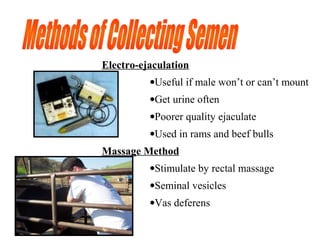 Electro-ejaculation
•Useful if male won’t or can’t mount
•Get urine often
•Poorer quality ejaculate
•Used in rams and beef bulls
Massage Method
•Stimulate by rectal massage
•Seminal vesicles
•Vas deferens
 