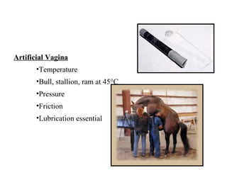 Artificial Vagina
•Temperature
•Bull, stallion, ram at 45°C
•Pressure
•Friction
•Lubrication essential
 