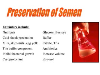 Extenders include:
Nutrients Glucose, fructose
Cold shock prevention Buffer
Milk, skim-milk, egg yolk Citrate, Tris
The buffer component Antibiotics
Inhibit bacterial growth Increase volume
Cryoprotectant glycerol
 