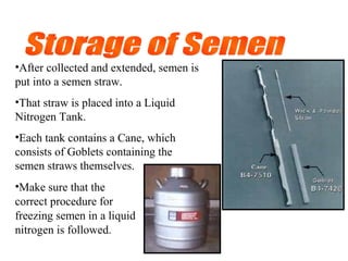 •After collected and extended, semen is
put into a semen straw.
•That straw is placed into a Liquid
Nitrogen Tank.
•Each tank contains a Cane, which
consists of Goblets containing the
semen straws themselves.
•Make sure that the
correct procedure for
freezing semen in a liquid
nitrogen is followed.
 