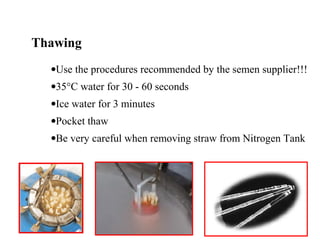 •Use the procedures recommended by the semen supplier!!!
•35°C water for 30 - 60 seconds
•Ice water for 3 minutes
•Pocket thaw
•Be very careful when removing straw from Nitrogen Tank
Thawing
 