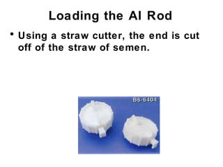 Loading the AI Rod
• Using a straw cutter, the end is cut
off of the straw of semen.
 
