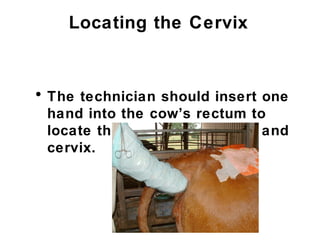 Locating the Cervix
• The technician should insert one
hand into the cow’s rectum to
locate the reproductive tract and
cervix.
 