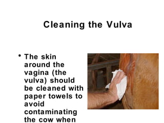 Cleaning the Vulva
• The skin
around the
vagina (the
vulva) should
be cleaned with
paper towels to
avoid
contaminating
the cow when
 