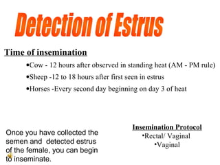 Time of insemination
•Cow - 12 hours after observed in standing heat (AM - PM rule)
•Sheep -12 to 18 hours after first seen in estrus
•Horses -Every second day beginning on day 3 of heat
Insemination Protocol
•Rectal/ Vaginal
•Vaginal
Once you have collected the
semen and detected estrus
of the female, you can begin
to inseminate.
 