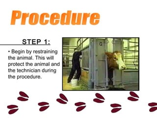 • Begin by restraining
the animal. This will
protect the animal and
the technician during
the procedure.
STEP 1:
 