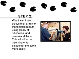 •The inseminator
places their arm into
the females rectum,
using plenty of
lubrication, and
removes all feces.
This will allow the
inseminator to
palpate for the cervix
more easily.
STEP 2:
 