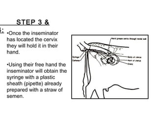 •Once the inseminator
has located the cervix
they will hold it in their
hand.
•Using their free hand the
inseminator will obtain the
syringe with a plastic
sheath (pipette) already
prepared with a straw of
semen.
STEP 3 &
4:
 